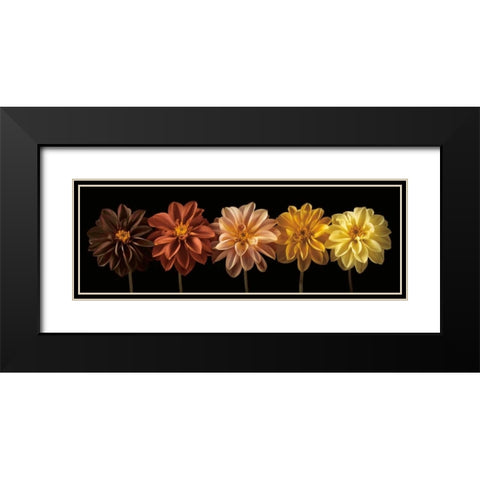 Floral Salute Black Modern Wood Framed Art Print with Double Matting by Frank, Assaf