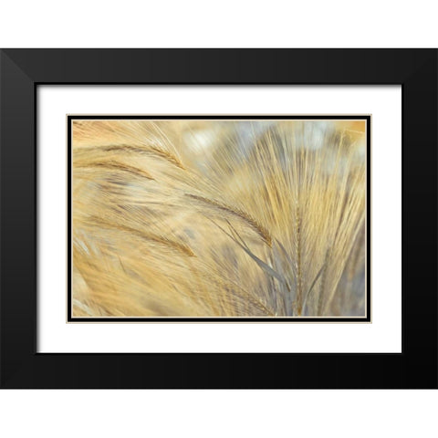 Foxtail Black Modern Wood Framed Art Print with Double Matting by Frank, Assaf