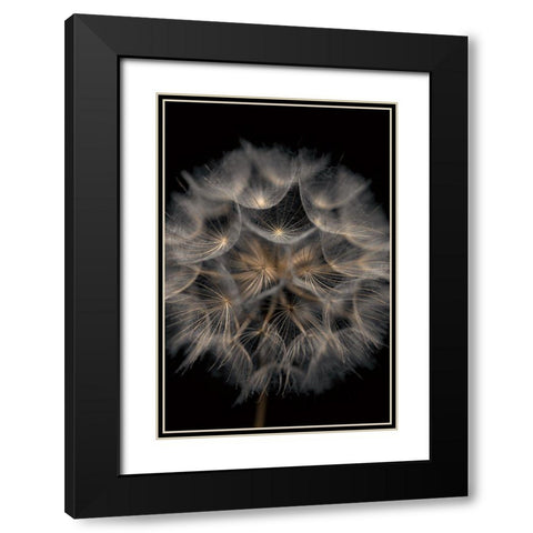 Fragile Beauty Black Modern Wood Framed Art Print with Double Matting by Frank, Assaf