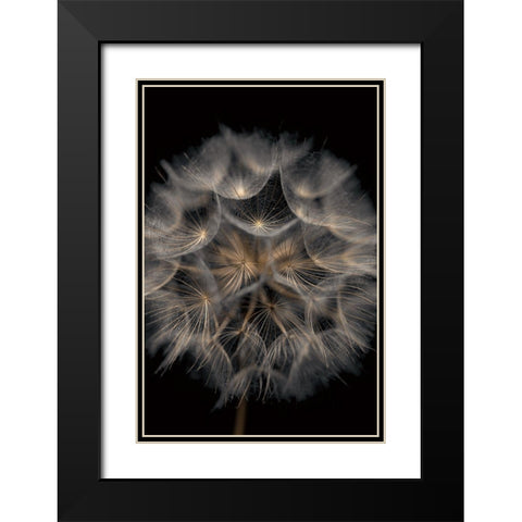 Fragile Beauty Black Modern Wood Framed Art Print with Double Matting by Frank, Assaf
