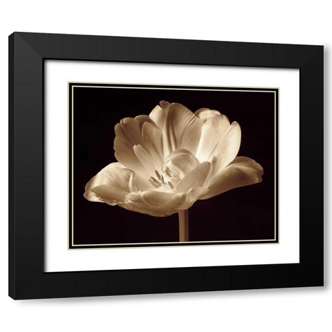 Champagne Tulip III Black Modern Wood Framed Art Print with Double Matting by Britt, Charles