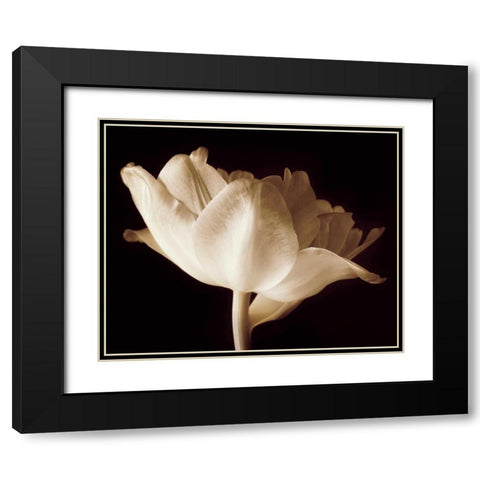 Champagne Tulip IV Black Modern Wood Framed Art Print with Double Matting by Britt, Charles
