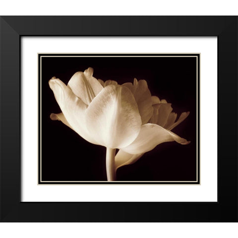 Champagne Tulip IV Black Modern Wood Framed Art Print with Double Matting by Britt, Charles