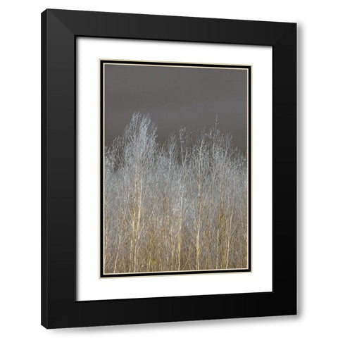 Silver Forest II Black Modern Wood Framed Art Print with Double Matting by Frank, Assaf