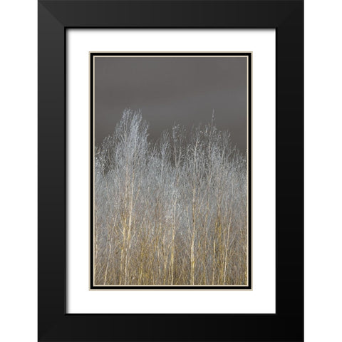 Silver Forest II Black Modern Wood Framed Art Print with Double Matting by Frank, Assaf