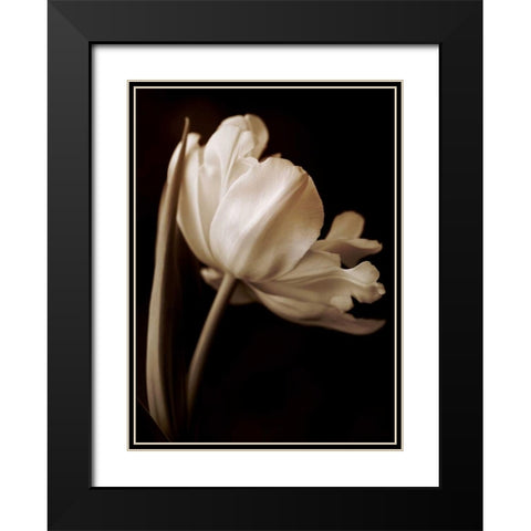 Champagne Tulip I Black Modern Wood Framed Art Print with Double Matting by Britt, Charles