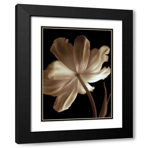 Champagne Tulip II Black Modern Wood Framed Art Print with Double Matting by Britt, Charles