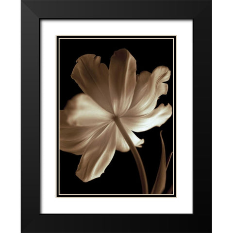Champagne Tulip II Black Modern Wood Framed Art Print with Double Matting by Britt, Charles