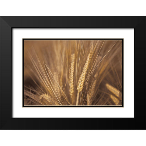 Wheat Field Black Modern Wood Framed Art Print with Double Matting by Frank, Assaf