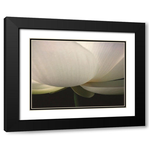 Lotus Stem Black Modern Wood Framed Art Print with Double Matting by Christensen, Jim