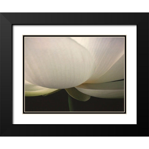 Lotus Stem Black Modern Wood Framed Art Print with Double Matting by Christensen, Jim