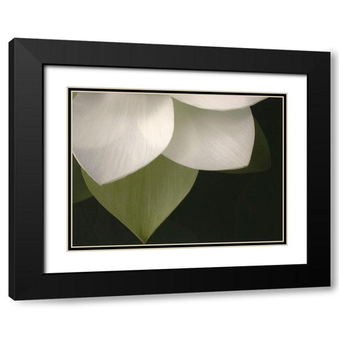 Lotus Closeup II Black Modern Wood Framed Art Print with Double Matting by Christensen, Jim