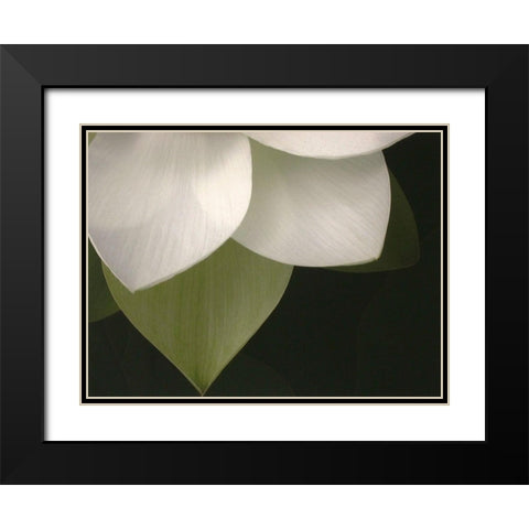 Lotus Closeup II Black Modern Wood Framed Art Print with Double Matting by Christensen, Jim