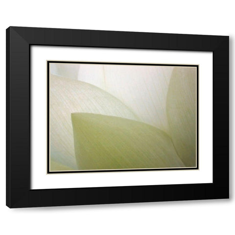 Lotus Curtain Black Modern Wood Framed Art Print with Double Matting by Christensen, Jim
