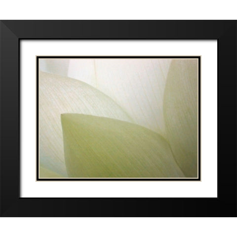 Lotus Curtain Black Modern Wood Framed Art Print with Double Matting by Christensen, Jim
