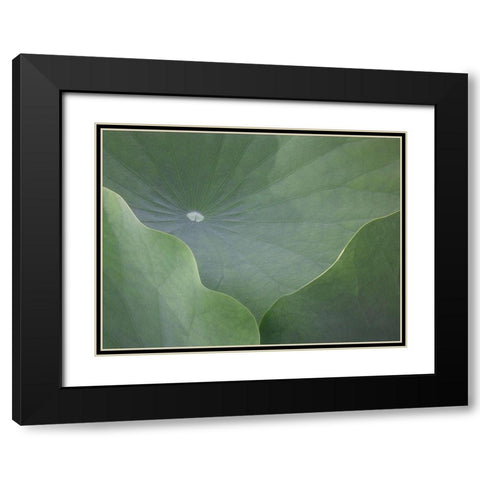 Lotus Leaves Black Modern Wood Framed Art Print with Double Matting by Christensen, Jim