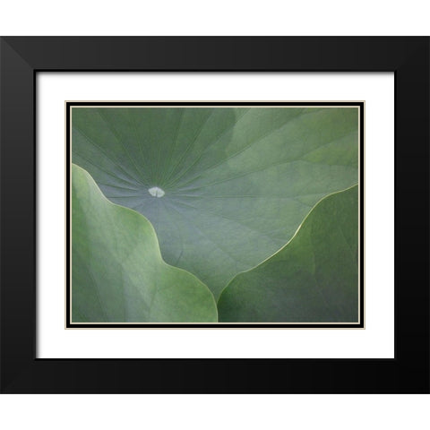 Lotus Leaves Black Modern Wood Framed Art Print with Double Matting by Christensen, Jim