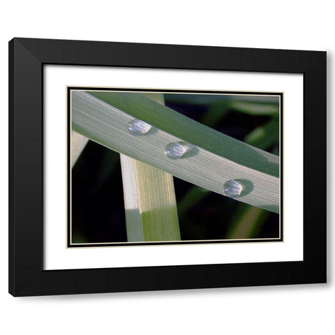 Leaf Design Black Modern Wood Framed Art Print with Double Matting by Christensen, Jim