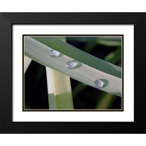 Leaf Design Black Modern Wood Framed Art Print with Double Matting by Christensen, Jim