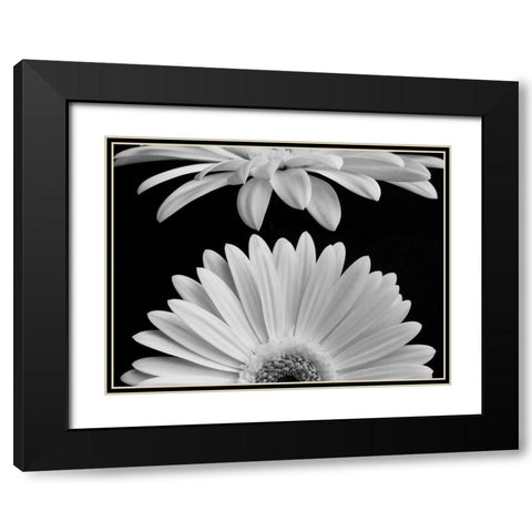 Daisies Black Modern Wood Framed Art Print with Double Matting by Christensen, Jim