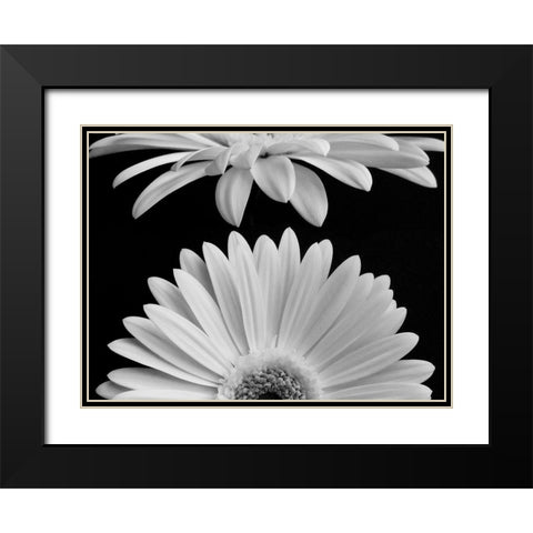 Daisies Black Modern Wood Framed Art Print with Double Matting by Christensen, Jim