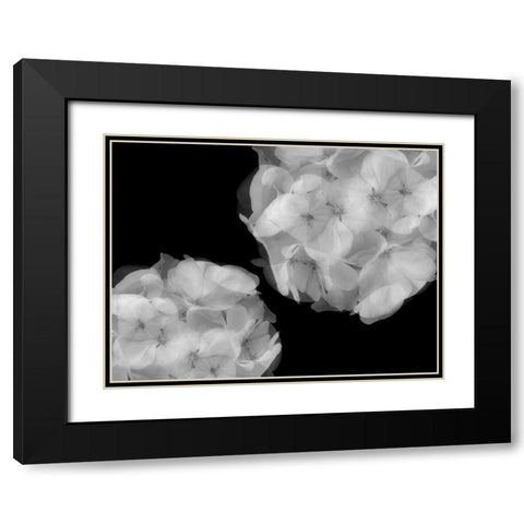 Hydrangea Black Modern Wood Framed Art Print with Double Matting by Christensen, Jim