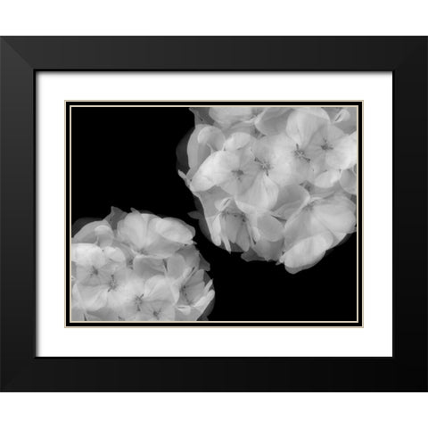 Hydrangea Black Modern Wood Framed Art Print with Double Matting by Christensen, Jim