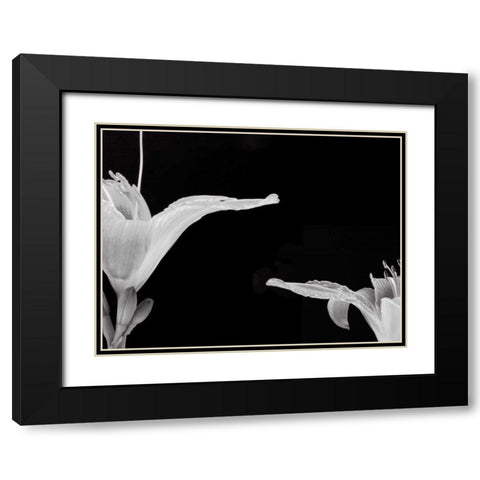 Lilies II Black Modern Wood Framed Art Print with Double Matting by Christensen, Jim
