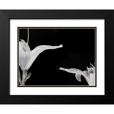 Lilies II Black Modern Wood Framed Art Print with Double Matting by Christensen, Jim