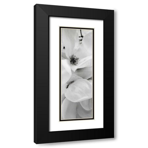 Magnolia - 1 Black Modern Wood Framed Art Print with Double Matting by Blaustein, Alan