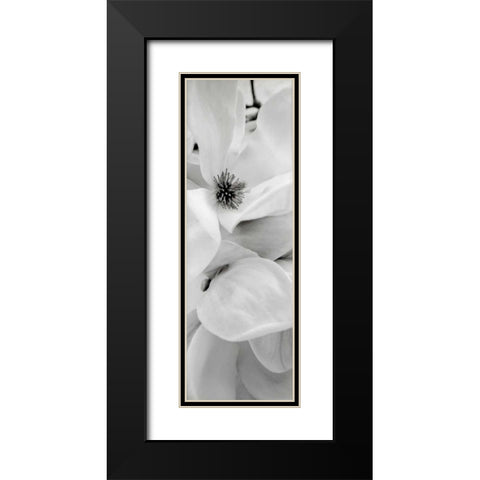 Magnolia - 1 Black Modern Wood Framed Art Print with Double Matting by Blaustein, Alan