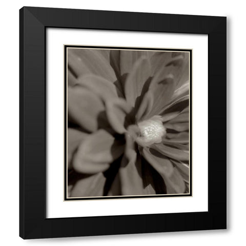 Florison - 6 Black Modern Wood Framed Art Print with Double Matting by Blaustein, Alan