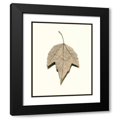 Red Maple Black Modern Wood Framed Art Print with Double Matting by Blaustein, Alan