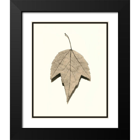Red Maple Black Modern Wood Framed Art Print with Double Matting by Blaustein, Alan