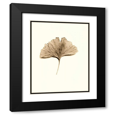 Ginkgo Leaf Black Modern Wood Framed Art Print with Double Matting by Blaustein, Alan