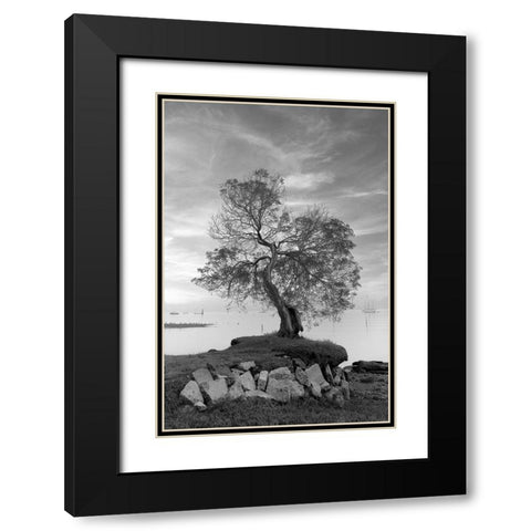 Coastal Oak Series No. 2 Black Modern Wood Framed Art Print with Double Matting by Blaustein, Alan