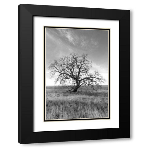 Coastal Oak Series No. 12 Black Modern Wood Framed Art Print with Double Matting by Blaustein, Alan