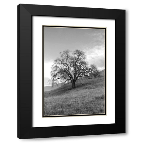 Coastal Oak Series No. 17 Black Modern Wood Framed Art Print with Double Matting by Blaustein, Alan