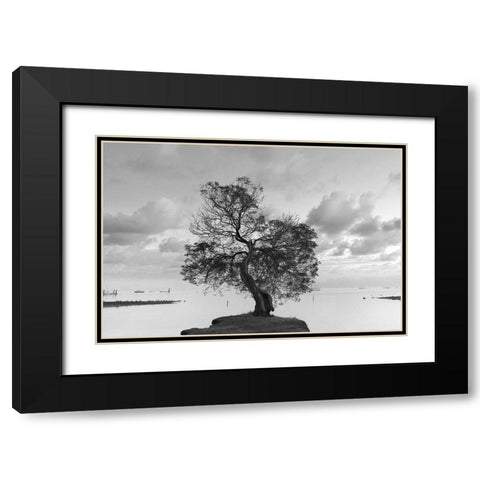 Coastal Oak Series No. 36 Black Modern Wood Framed Art Print with Double Matting by Blaustein, Alan