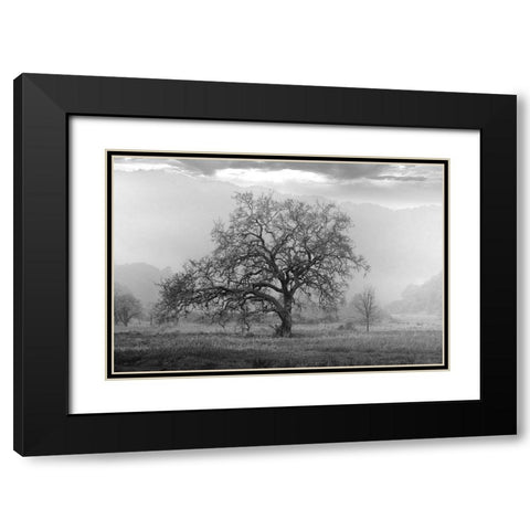 Coastal Oak Series No. 41 Black Modern Wood Framed Art Print with Double Matting by Blaustein, Alan