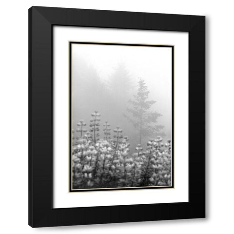 Coastal Oak Series No. 53 Black Modern Wood Framed Art Print with Double Matting by Blaustein, Alan