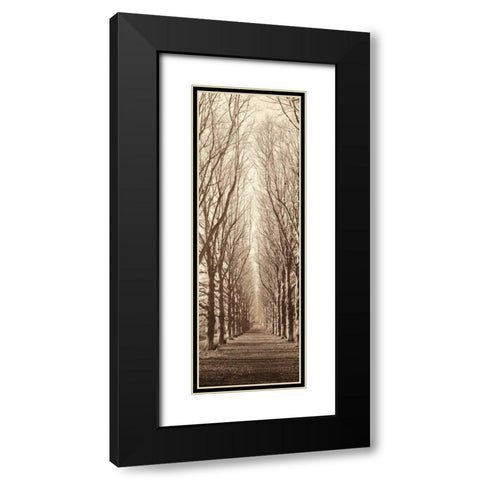 Poplar Trees Black Modern Wood Framed Art Print with Double Matting by Blaustein, Alan
