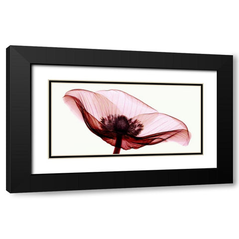 Anemone I Black Modern Wood Framed Art Print with Double Matting by Coop, Robert