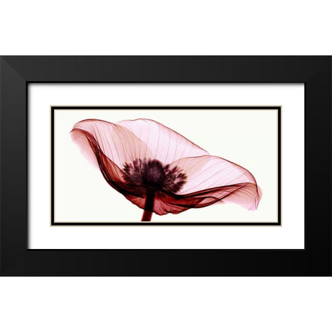 Anemone I Black Modern Wood Framed Art Print with Double Matting by Coop, Robert