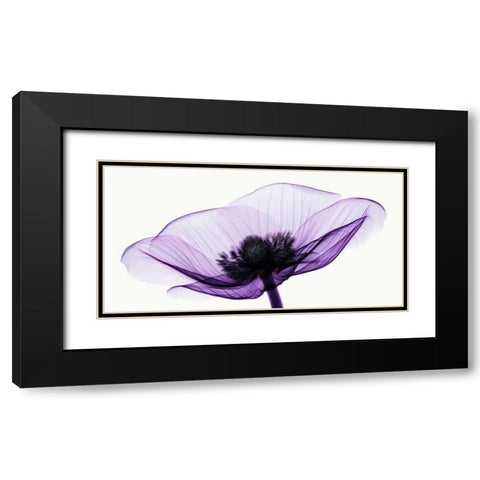Anemone II Black Modern Wood Framed Art Print with Double Matting by Coop, Robert