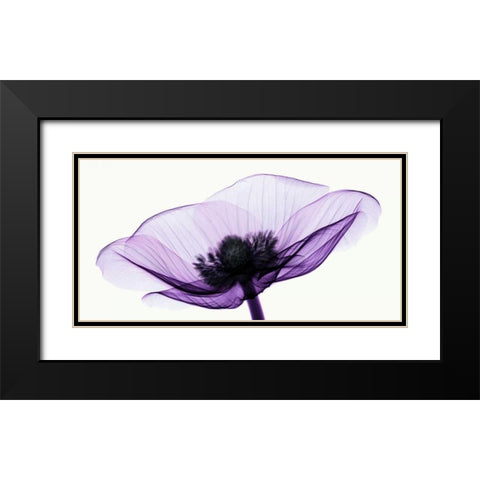 Anemone II Black Modern Wood Framed Art Print with Double Matting by Coop, Robert