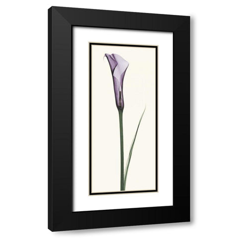 Calla Lily Black Modern Wood Framed Art Print with Double Matting by Coop, Robert