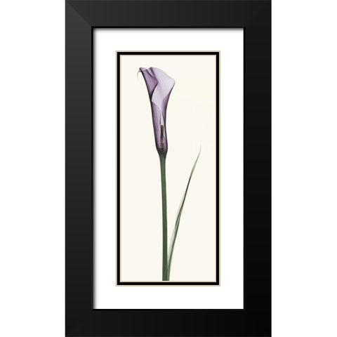 Calla Lily Black Modern Wood Framed Art Print with Double Matting by Coop, Robert