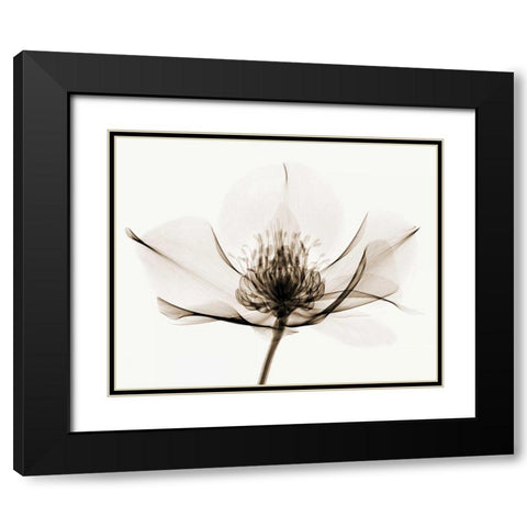 Hellebore I Black Modern Wood Framed Art Print with Double Matting by Coop, Robert