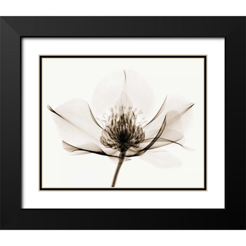 Hellebore I Black Modern Wood Framed Art Print with Double Matting by Coop, Robert